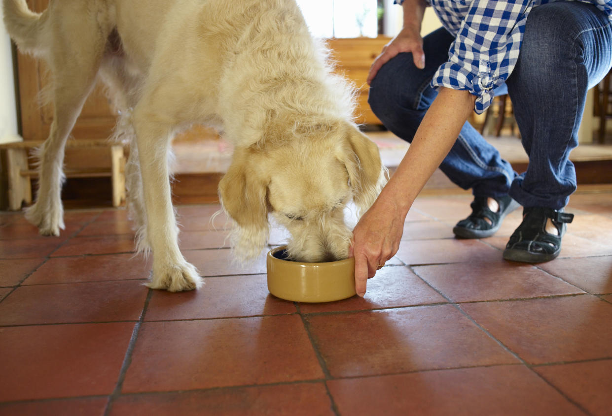 Dog being fed by owner.