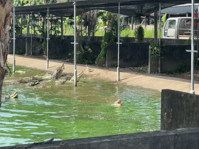 Gif of crocodiles being fed in a crocodile farm in Singapore.