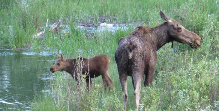 A moose cow and her calf by Yellowstone Day Tours