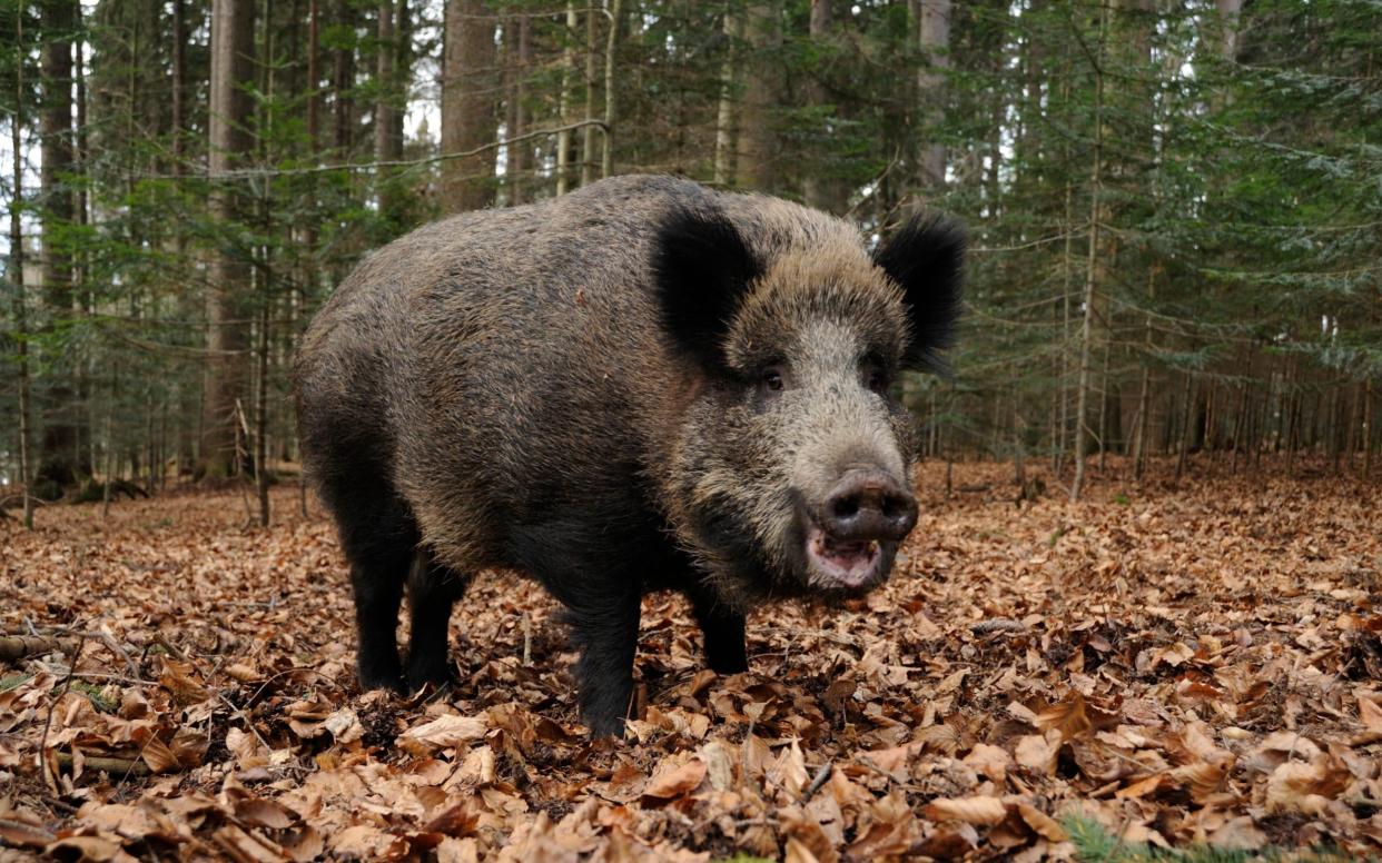  wild boar (Sus scrofa) - mauribo /iStockphoto