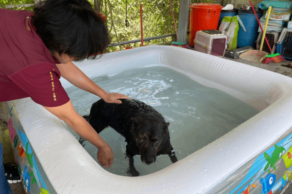 毛寶貝愛玩水 八里動物之家加碼給吃冰消暑 305