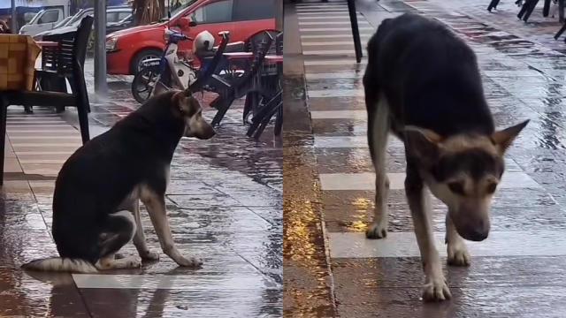 Lost dog reunited with owner after video of it waiting outside every day  goes viral