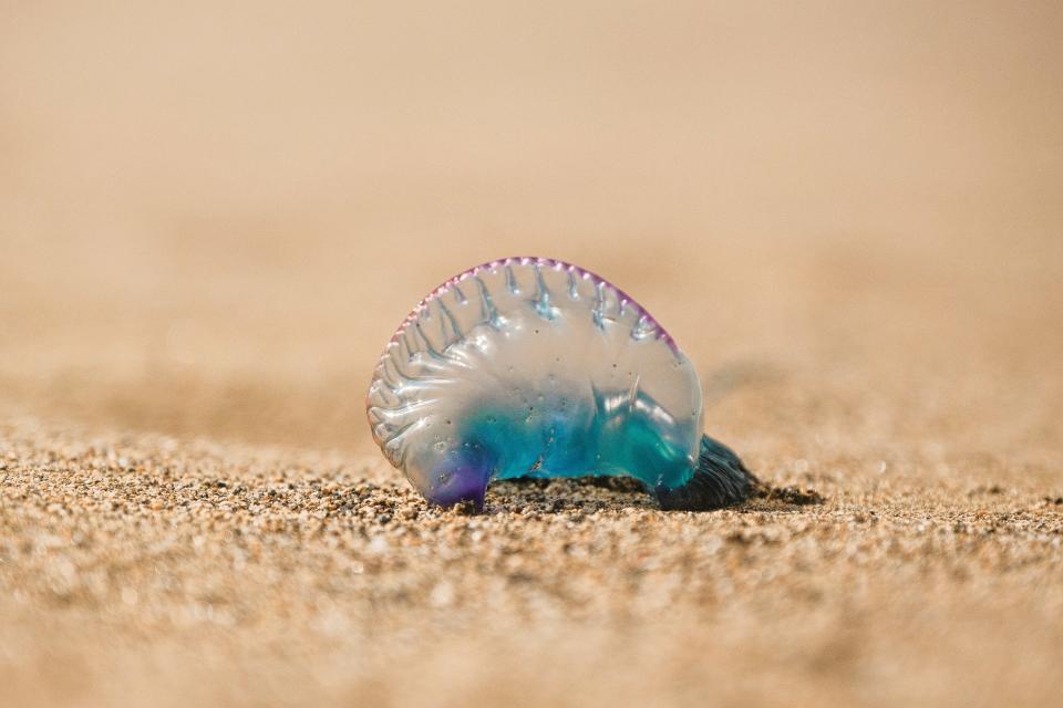 (UNSPLASH/Hansel Gonzalez) Portuguese Man o' War on a beach