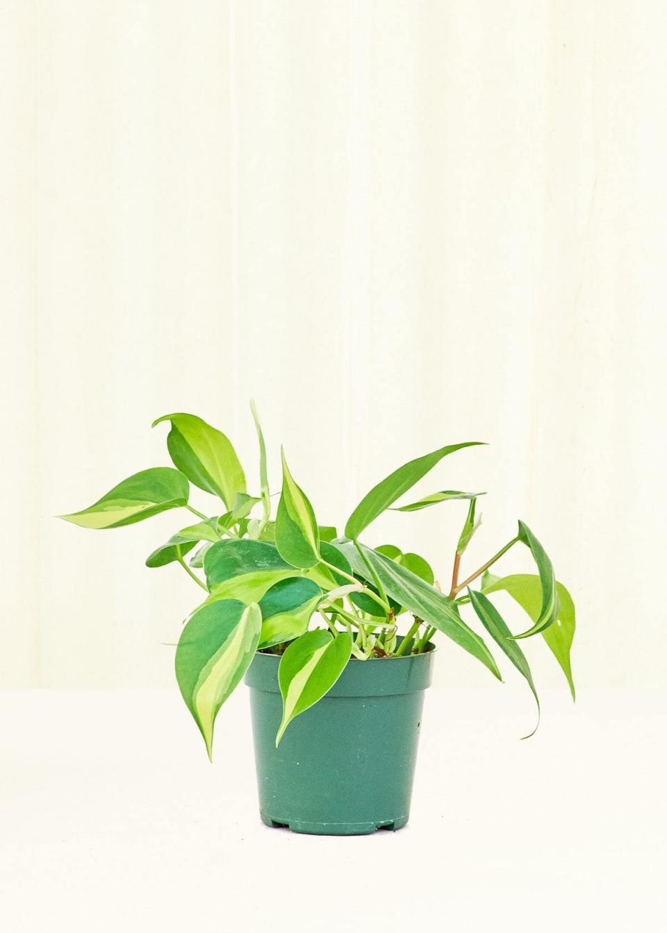 21) Philodendron Brasil