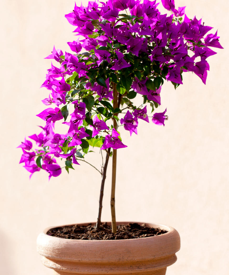 pink flowering bougainvillea growing in a terracotta pot