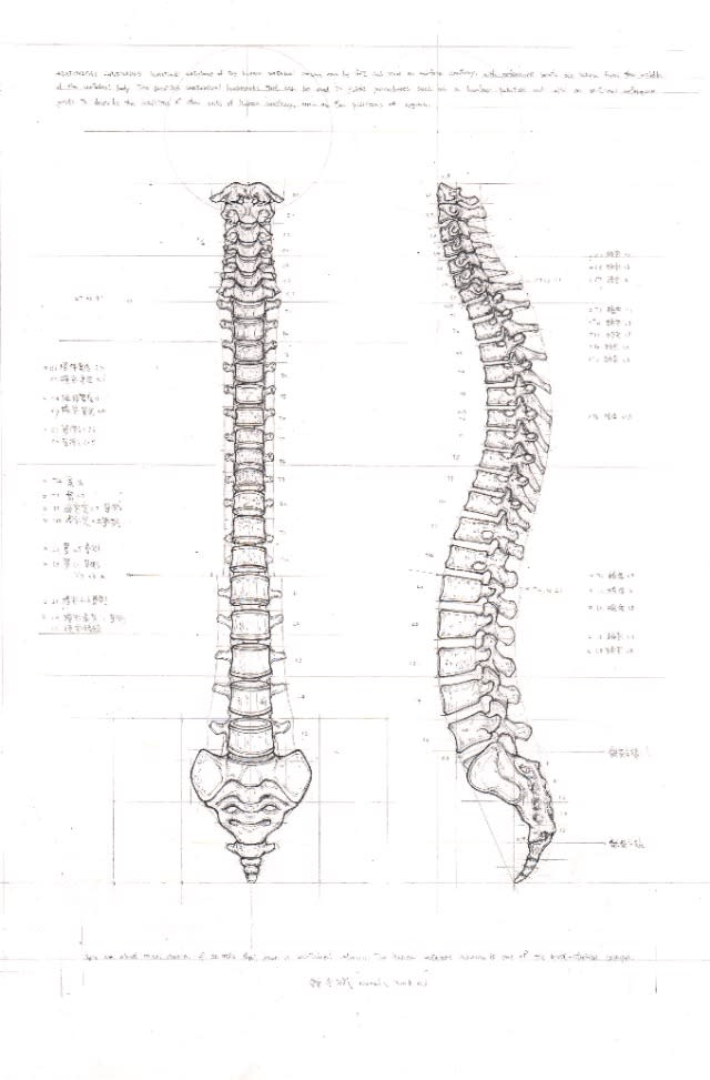 Chung’s latest publication “Chuan-Bin Chung Anatomy for Artists – Bones” breaks anatomy art into step-by-step instructions for beginners (Drawing of a spine, photo courtesy of 鍾全斌 OB Illustration/Facebook)
