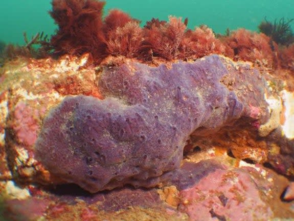 The Parpal Dumplin sea sponge has a very purple appearance (Dawn Watson/PA)