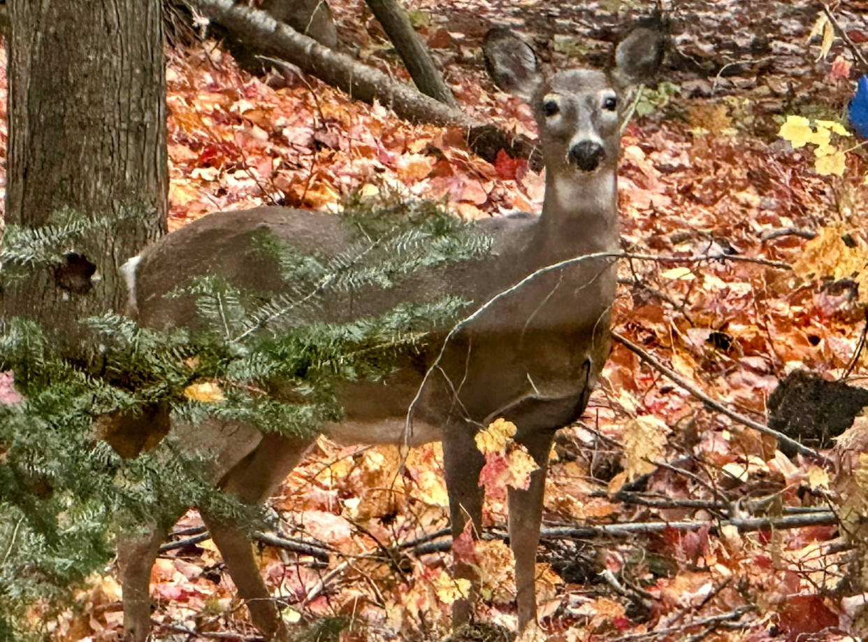 Charlevoix northside resident Linda Sheffler photographed this deer in her yard.