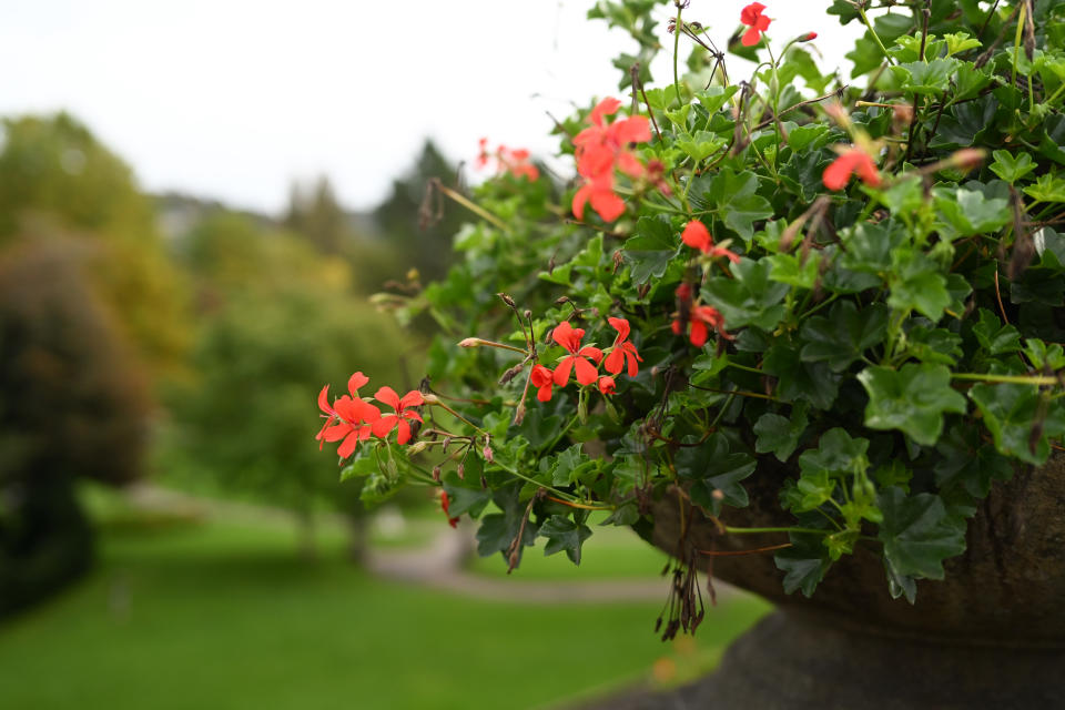 Close up of some flowers in a planter