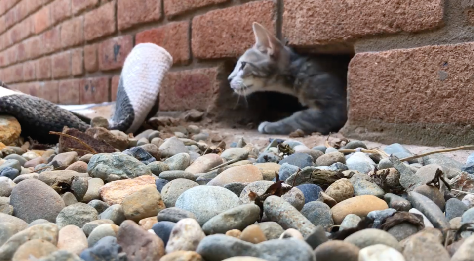 Sydney kitten freed from Sutherland Shire brick wall