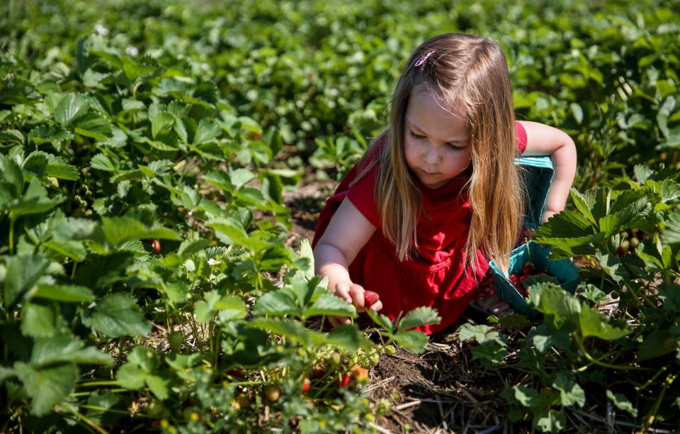 Cora Edmonds, de 4 años, recoge fresas con su familia en Boones Ferry Berry Farm el miércoles en Hubbard.