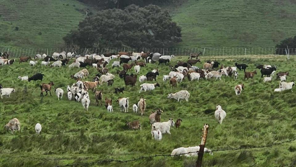 The rain didn’t bother goats munching on grass in a field at the Filipponi Ranch in San Luis Obispo near KSBY on March 29, 2024. Laura Dickinson/ldickinson@thetribunenews.com