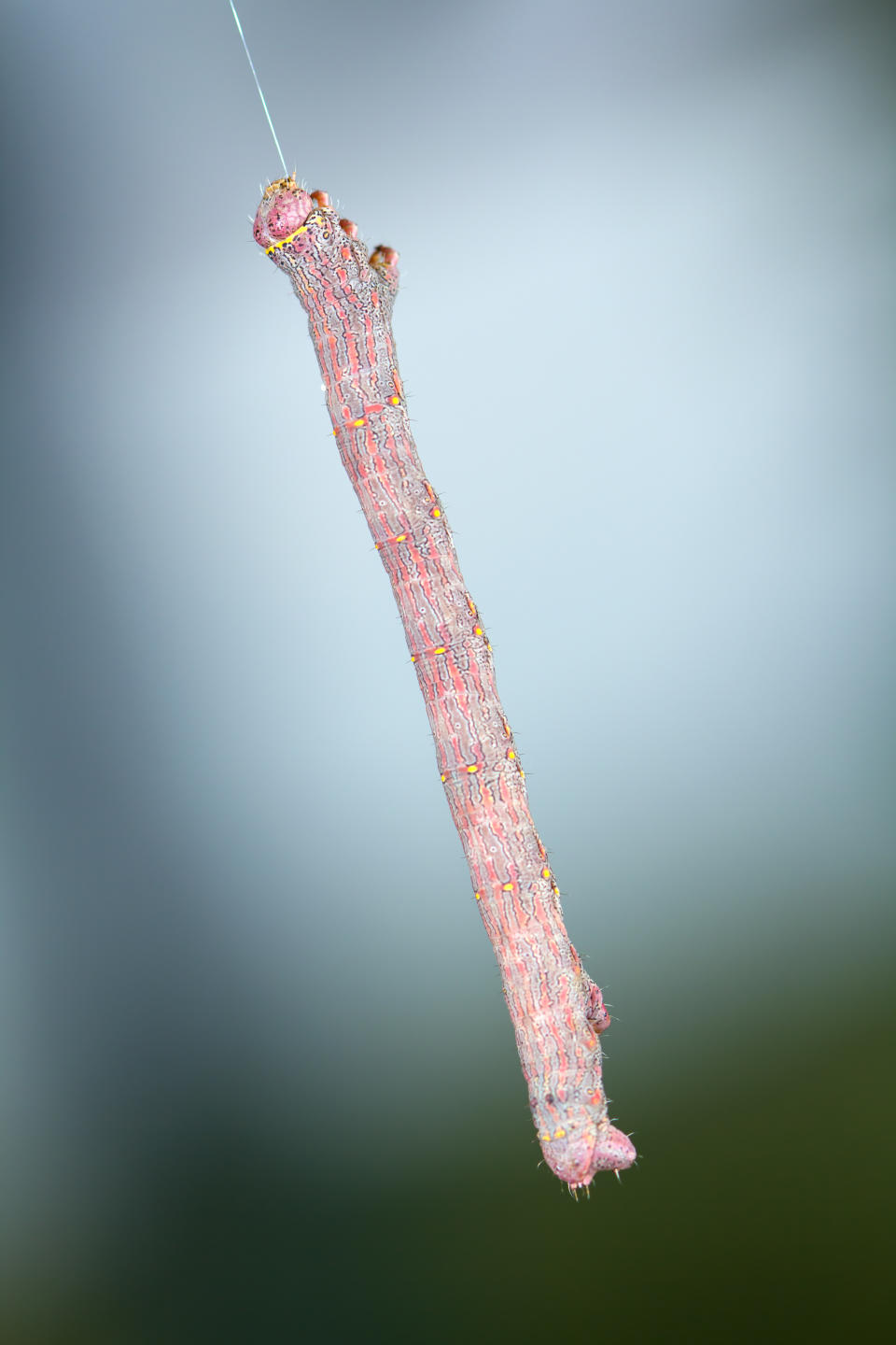 A Geometer moth caterpillar hanging on silk fibre.