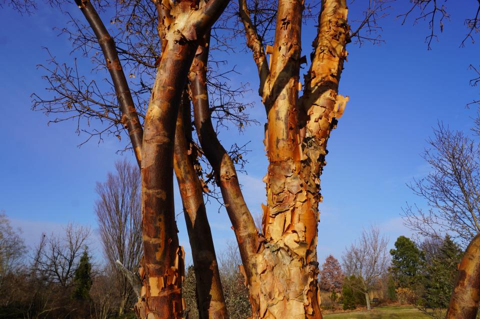 Paperbark maple peels at Secrest Arboretum.