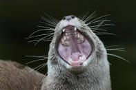 An Oriental Small Clawed Otter yawns during London Zoo's Annual Weigh In, in London, Thursday, Aug. 24, 2023. The Annual Weigh In is a chance for keepers at the conservation zoo to make sure the information they've recorded is up-to-date and accurate, with each measurement then added to the Zoological Information Management System (ZIMS), a database shared with zoos all over the world that helps zookeepers to compare important information on thousands of threatened species. (AP Photo/Kirsty Wigglesworth)