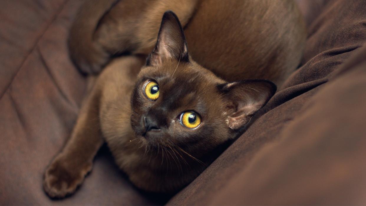 Burmese cat