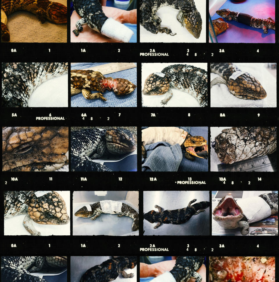 Sixteen images of shingleback lizards.