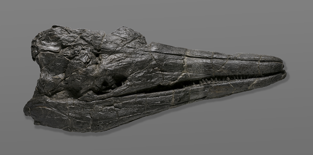 Skull of the first giant creature to ever inhabit the Earth, the ichthyosaur “Cymbospondylus youngorum” currently on display at the Natural History Museum of Los Angeles County (NHM) (Photo by Natalja Kent, courtesy of the Natural History Museum of Los Angeles County (NHM))