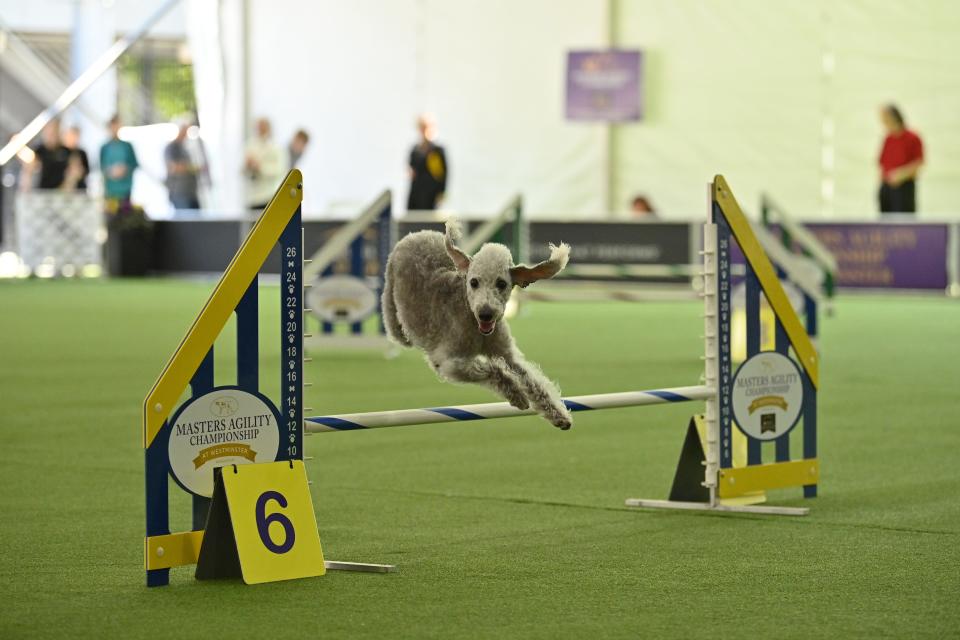 A dog performs during The 147th Annual Westminster Kennel Club Dog Show Presented by Purina Pro Plan - Canine Celebration Day at Arthur Ashe Stadium on May 06, 2023 in New York City.