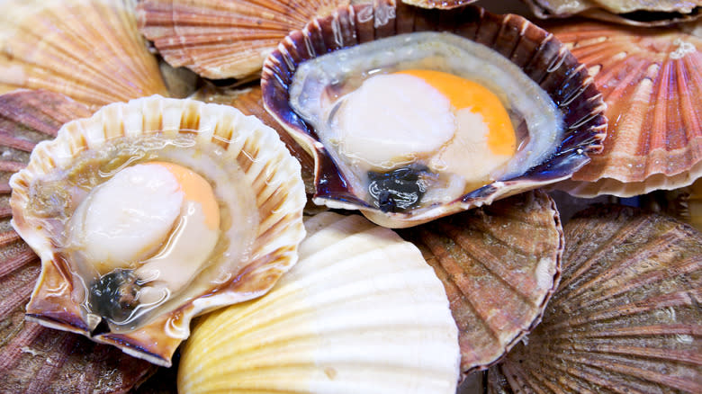 Two scallops in shell on bed of more scallop shells