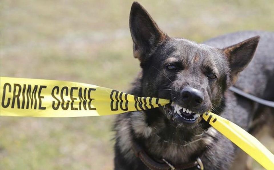 Zeus is one of four K-9s working with the Panama City Beach Police Department. City officials will consider the purchase of two replacement K-9s in a City Council meeting on Thursday.