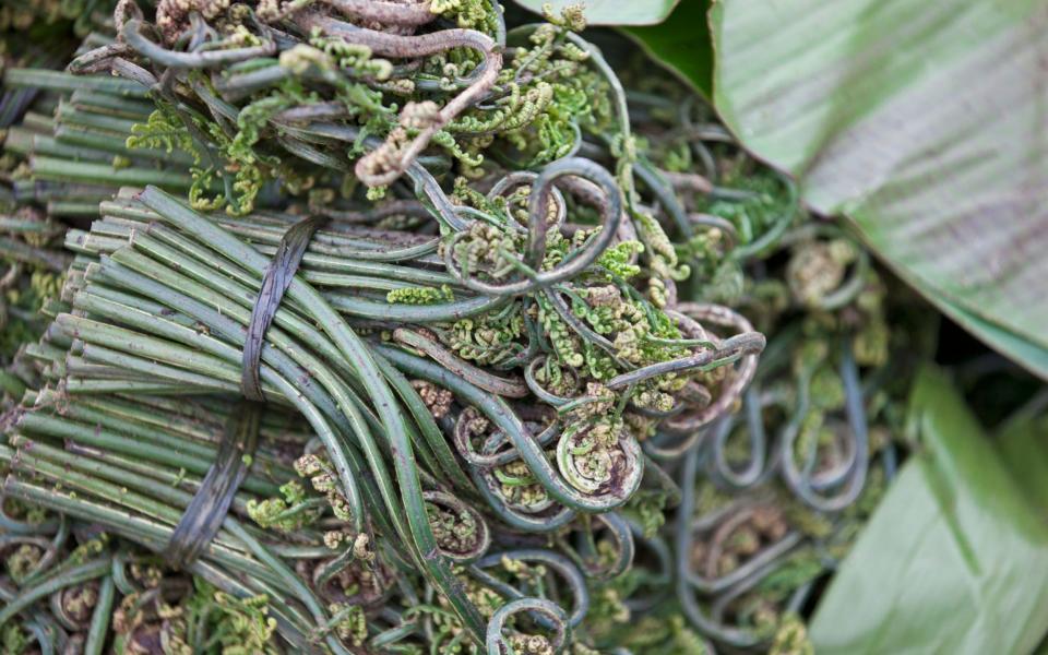 Fiddleheads - Credit: John Warburton-Lee/Alamy