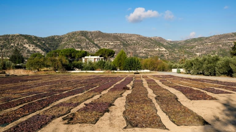 Cypriot Mavro (red) and Xynisteri (white) grapes are sun-dried in a field at the Karseras Winery