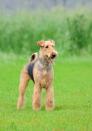 <p>As the largest terrier breed, Airedales convey the alert, fearless attitude of the group on a supersized scale. They can also carry some of the same stubbornness, but that determination is what makes them such popular and spirited companions. </p><p><strong>Weight: 50-70 pounds</strong></p>