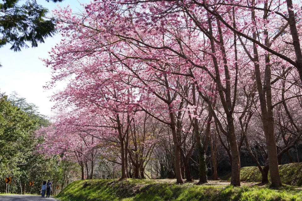 <strong>今年3月武陵農場內的桃園櫻花台沿路開滿櫻花。（圖／翻攝自Facebook@武陵農場 Wuling Farm）</strong>