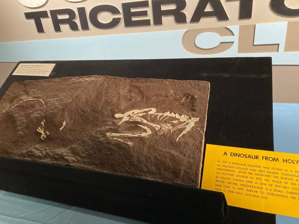 The plaster cast of bones made of the "swift-footed lizard" from Holyoke were on display at the Museum of Science.