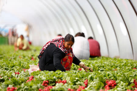 FILE PHOTO: A Sikh migrant worker picks radishes in a polytunnel in Bella Farnia, in the Pontine Marshes, south of Rome. Originally from India's Punjab state, the migrant workers pick fruit and vegetables for up to 13 hours a day for between 3-5 euros ($3.30-$5.50) an hour, in Bella Farnia, Italy May 20, 2019. REUTERS/Yara Nardi