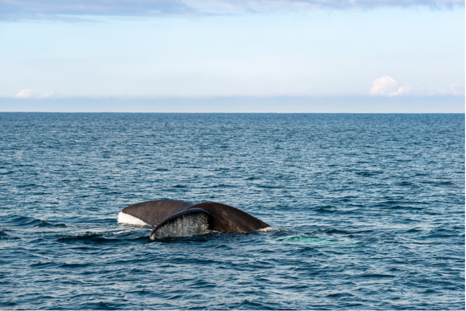 whale-watching at Phillip Island