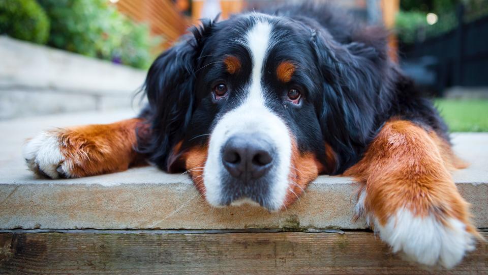 17. Bernese Mountain Dog