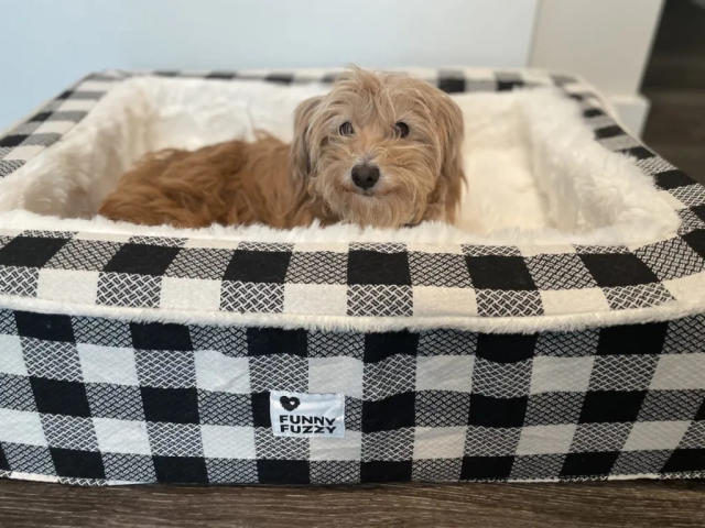 Funny Chicken 'Tells Off' the Dog Because She Wants to Lay an Egg in His  Kennel