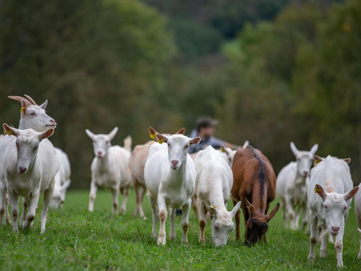 Saneen Goats Grazing on Fresh Luscious Grass - stock photo