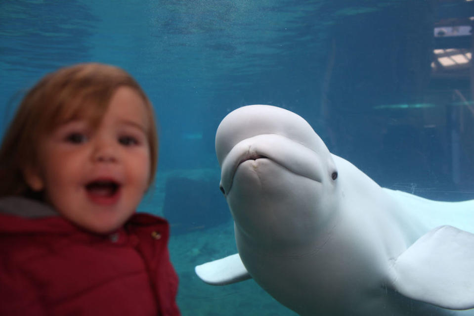 <p>This beluga whale has mastered the art of the photobomb.</p>