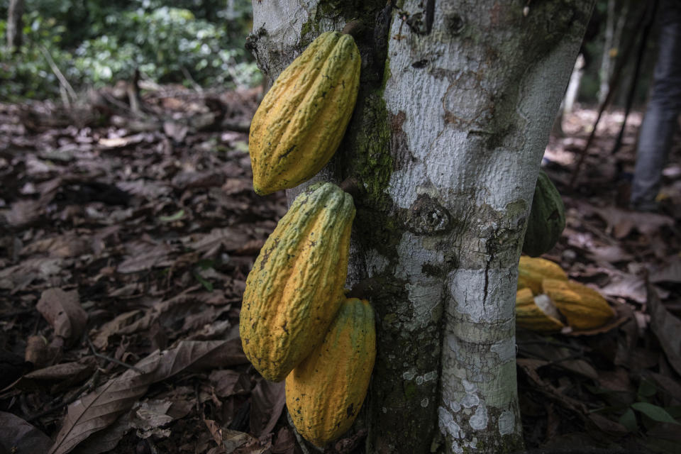 Cocoa pods hang on a tree in Divo, West-Central Ivory Coast, November 19, 2023. Chocolate may come with a slightly bitter aftertaste this Easter. Shoppers in Europe, the United States and elsewhere are paying more for their traditional candy eggs and bunnies as changing climate patterns in West Africa take a toll on cocoa supplies and farmers (AP Photo/Sophie Garcia)