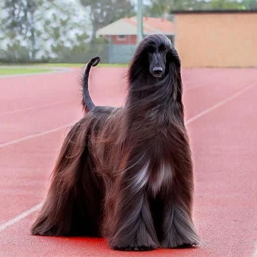 Tea's been called the world's prettiest dog. Photo: Facebook/luke.kavanagh.18