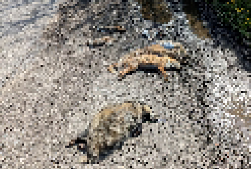 Foxes pixellated