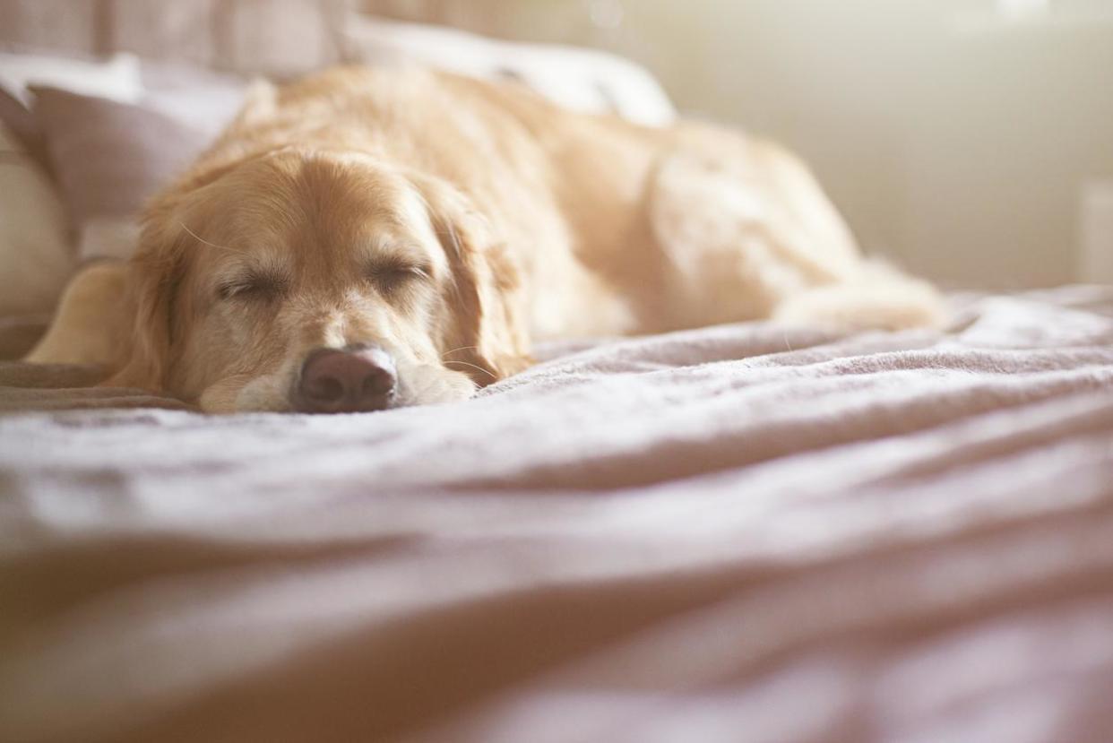 Dogs in the UK are at risk of an infection that can cause blindness and death: Getty Images