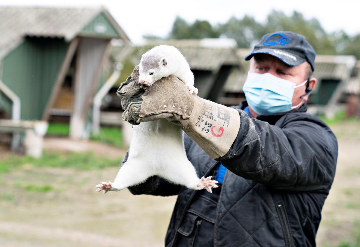 A breeder at one of the dozens of farms where animals have caught the virus (via REUTERS)