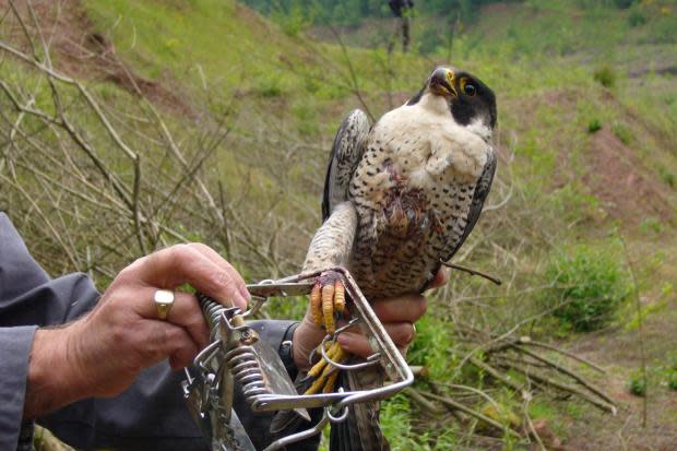 Dozens of birds of prey 'illegally shot, poisoned or trapped' in