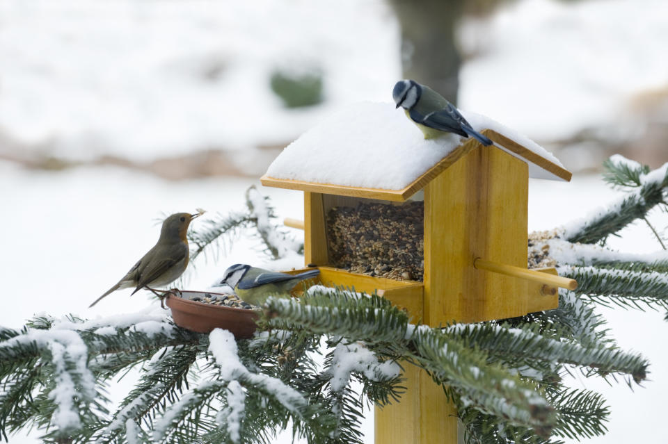 Blaumeisen und Rotkehlchen sind häufig gesehene Gäste am Vogelhäuschen. (Bild: Getty Images)