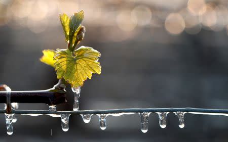 FILE PHOTO: Water-covered vineyards are seen early in the morning, as water is sprayed, to protect them frost damage outside Chablis, France April 28, 2017. REUTERS/Christian Hartmann/File Photo