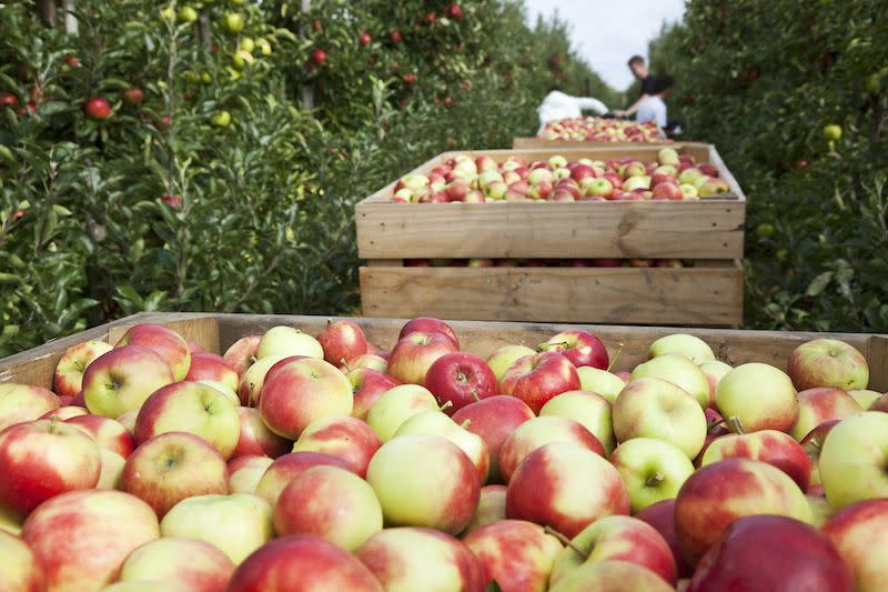 Apple Orchards