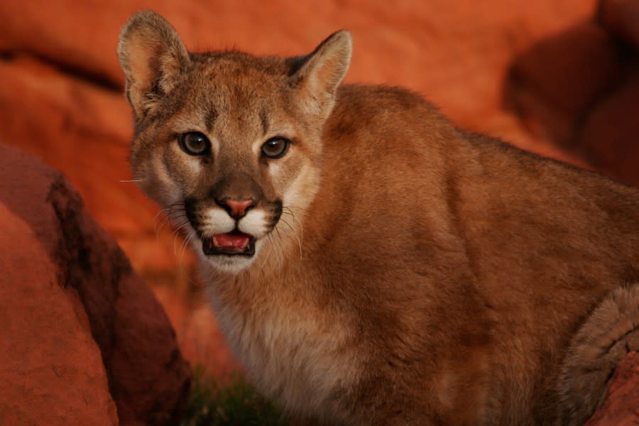 A young cougar in Utah. (credit: Utah Division of Wildlife Resources)