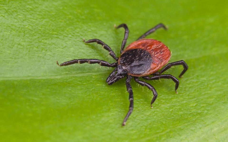 Kleine Spinnentiere, die uns das Leben schwer machen: Zecken. Nicht nur, dass ihr Stich zu lokalen Entzündungen führen kann, auch Krankheiten werden durch Zecken übertragen. Um das zu vermeiden, sollten Sie Vorsichtsmaßnahmen treffen, um gar nicht erst gestochen zu werden. Natürlich gibt es keinen garantierten Schutz - außer Sie verlassen gar nicht mehr das Haus. Aber das muss nicht sein ... (Bild: iStock / Ladislav Kubeš)