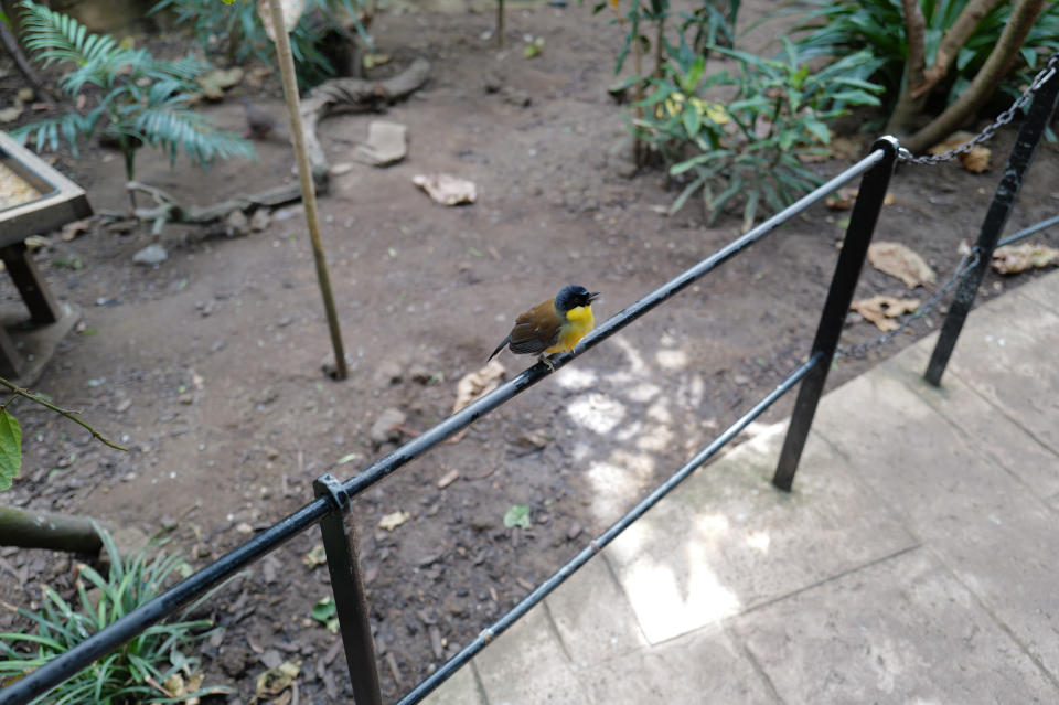 bird on a fence shot on Leica Q3