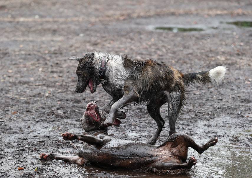 Diese Hunde lieben Matsch!