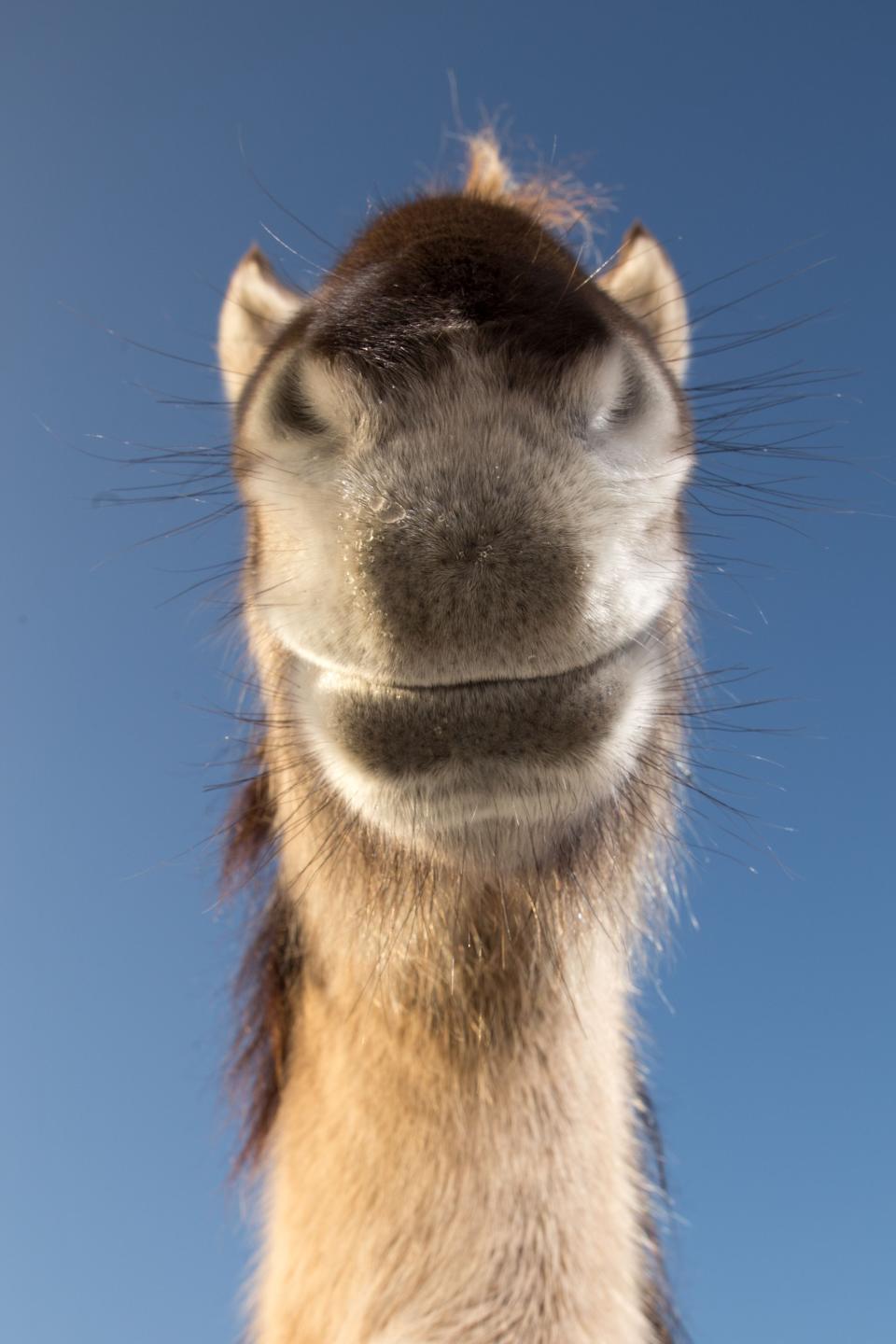 A close-up photo of a wild horse's mouth from below.